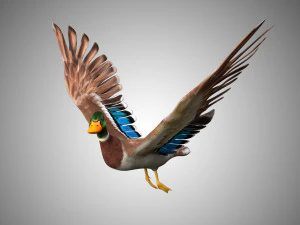 mallard low poly rigged 3D Model