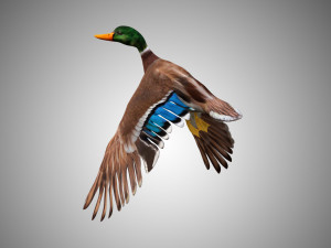 mallard low poly rigged Modelo 3D
