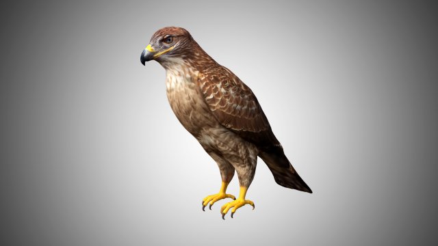 hawk low poly rigged 3D Model .c4d .max .obj .3ds .fbx .stl .blend 