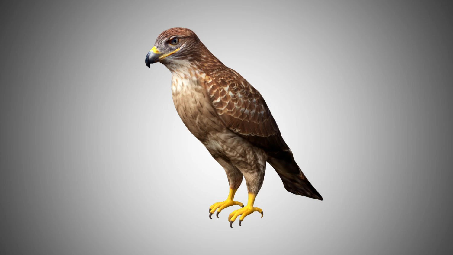 hawk low poly rigged 3D Model .c4d .max .obj .3ds .fbx .stl .blend