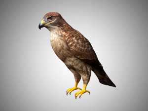 hawk low poly rigged Modelo 3D