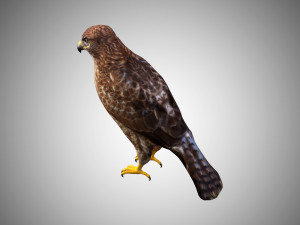 hawk low poly rigged 3D Model