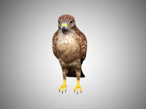hawk low poly rigged 3D Model