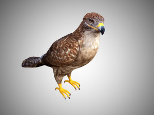 hawk low poly rigged 3D Model
