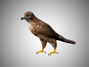 hawk low poly rigged 3D Model