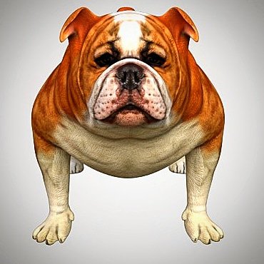bulldog low poly rigged 3D Модель .c4d .max .obj .3ds .fbx .stl .blend 