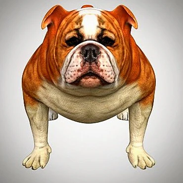 bulldog low poly rigged 3D Model .c4d .max .obj .3ds .fbx .stl .blend