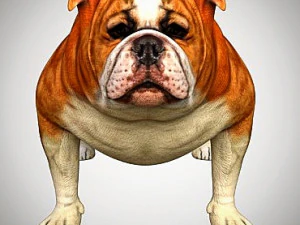 бульдог низкополигональная установка 3D Модель