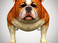 bulldog low poly rigged 3D Модель