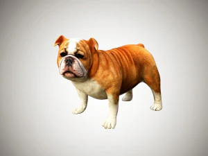 bulldog low poly rigged 3D Model