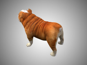 bulldog low poly rigged 3D Модель