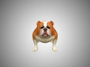 bulldog low poly rigged 3D Model
