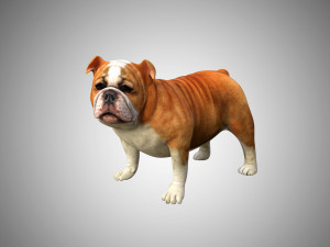 bulldog low poly rigged 3D Модель