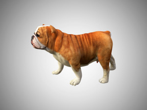 bulldog low poly rigged 3D Модель
