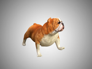bulldog low poly rigged 3D Модель