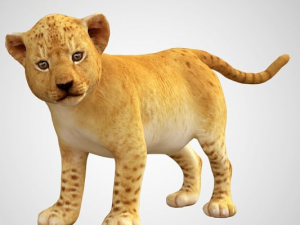 lion cub baby low poly rigged Modelo 3D