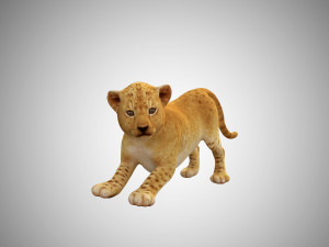 lion cub baby low poly rigged Modelo 3D
