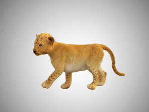 lion cub baby low poly rigged Modelo 3D