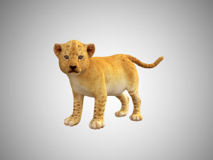 lion cub baby low poly rigged Modelo 3D