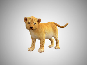 lion cub baby low poly rigged Modelo 3D