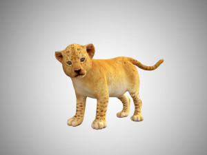lion cub baby low poly rigged Modelo 3D