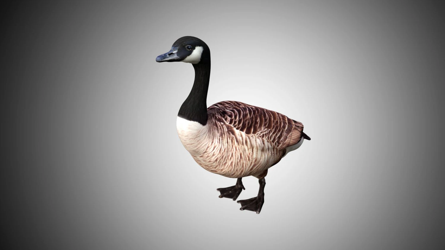 goose low poly rigged 3D Model .c4d .max .obj .3ds .fbx .stl .blend