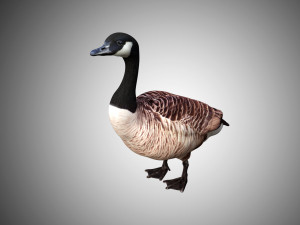 goose low poly rigged Modelo 3D