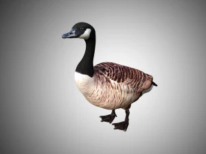 oca low poly truccata Modello 3D