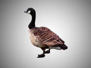 goose low poly rigged 3D Model