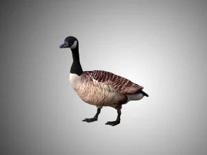 goose low poly rigged 3D Model
