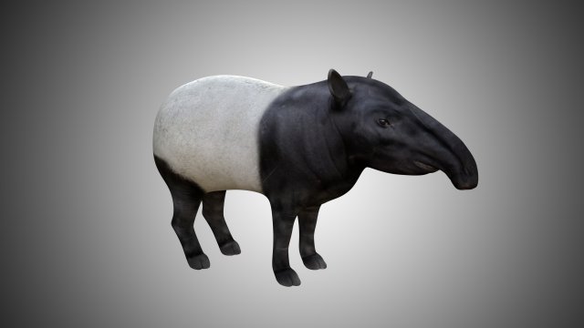 tapir low poly rigged 3D Model .c4d .max .obj .3ds .fbx .stl .blend 