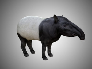 tapir low poly rigged 3D Model
