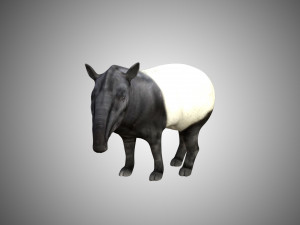 tapir low poly rigged 3D Model