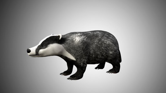 badger low poly rigged 3D Model .c4d .max .obj .3ds .fbx .stl .blend 