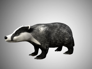 badger low poly rigged 3D Model