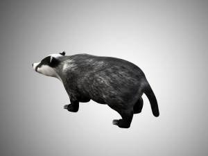 badger low poly rigged 3D Model