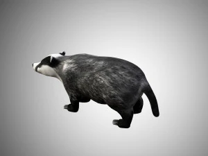 badger low poly rigged 3D Model