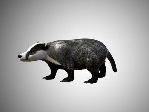 badger low poly rigged 3D Model