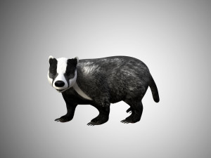 badger low poly rigged 3D Model
