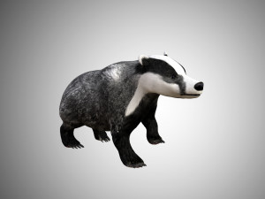 badger low poly rigged 3D Model