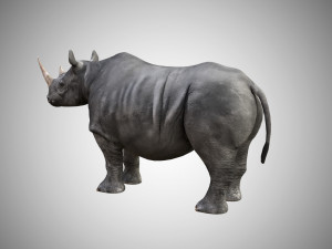 rhino rigged low poly 3D Model
