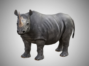 rhino rigged low poly 3D Model