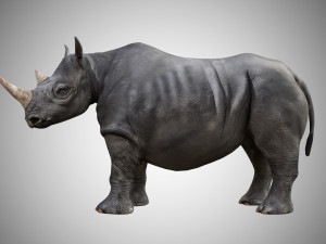 rhino rigged low poly 3D Model