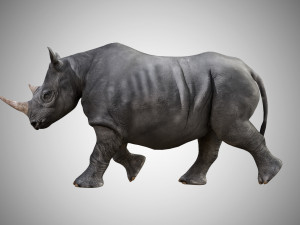 rhino rigged low poly 3D Model