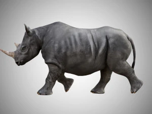 rhino rigged low poly 3D Model