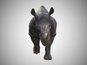 rhino rigged low poly 3D Model