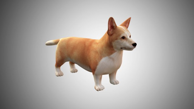 realistic high detailed low poly rigged corgi 3D 模型 .c4d .max .obj .3ds .fbx .stl .blend 