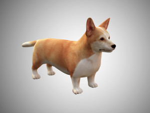 realistic high detailed low poly rigged corgi Model 3D