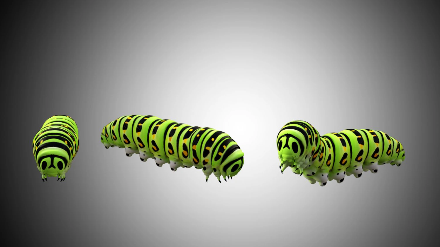realistic high detailed low poly rigged caterpillar 3D Model .c4d .max .obj .3ds .fbx .stl .blend