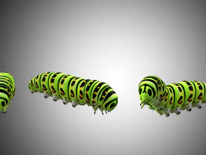 realistic high detailed low poly rigged caterpillar 3D Model